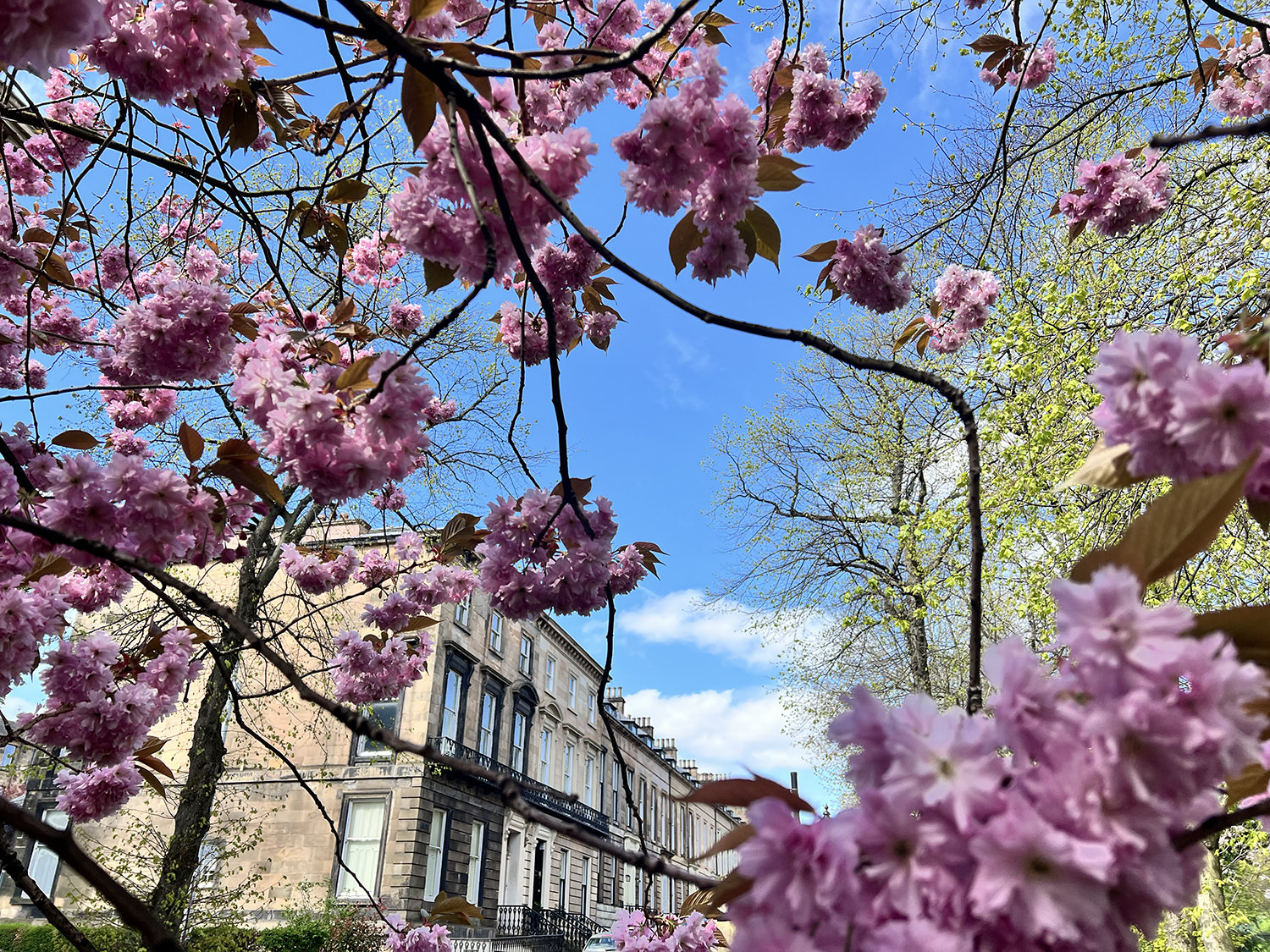 cherry blossom with sandstone Glasgow terrace and clear blue sky