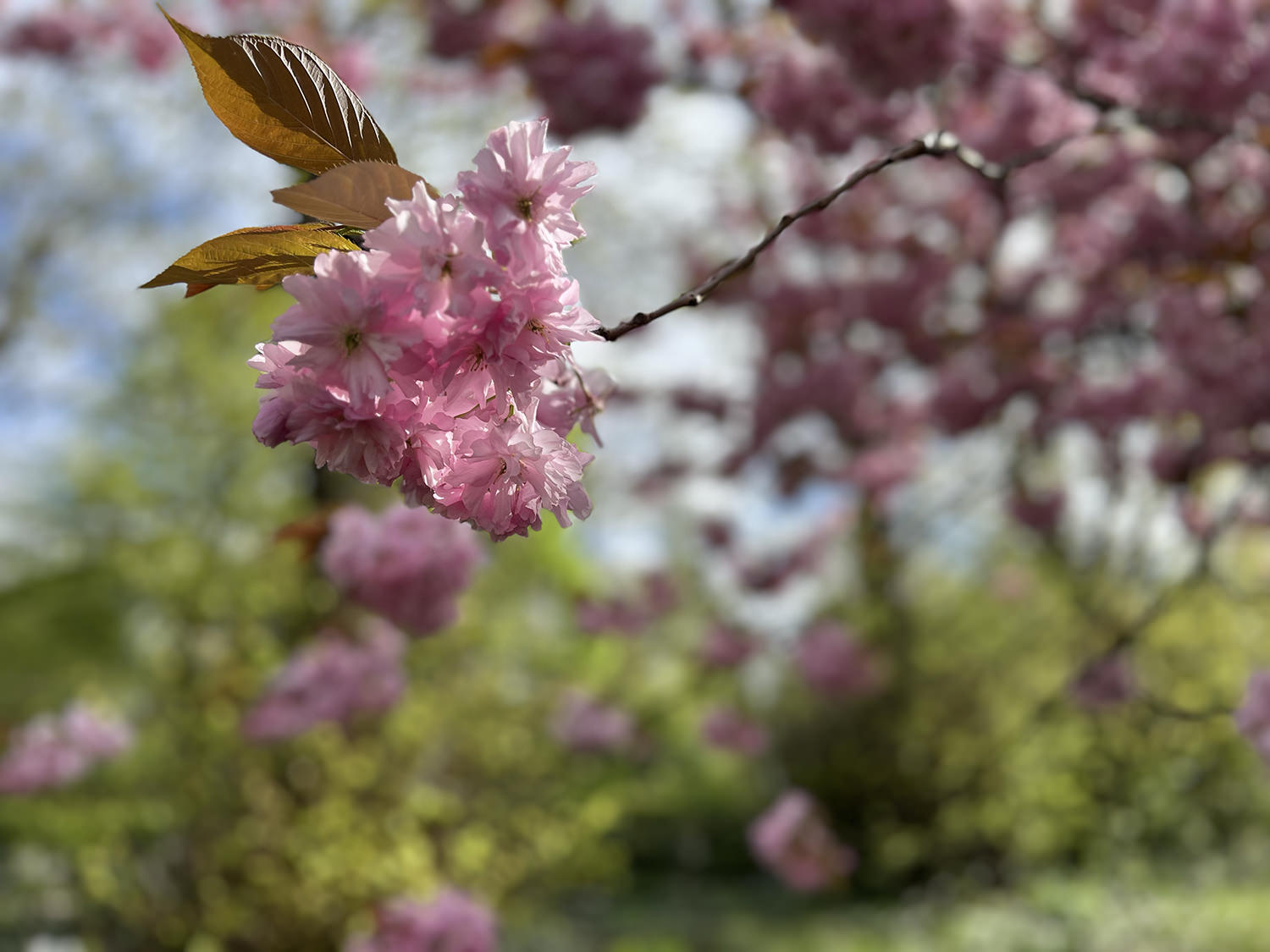 cherry blossom